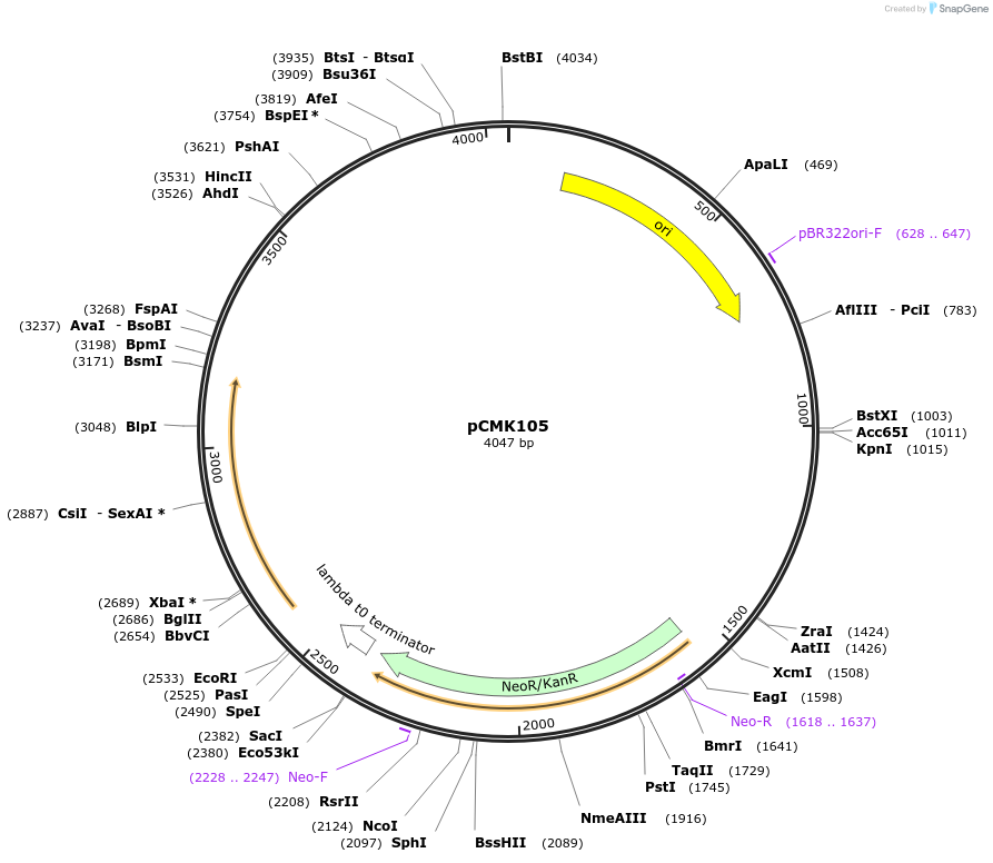226805-plasmid-map-sequence-id-455429