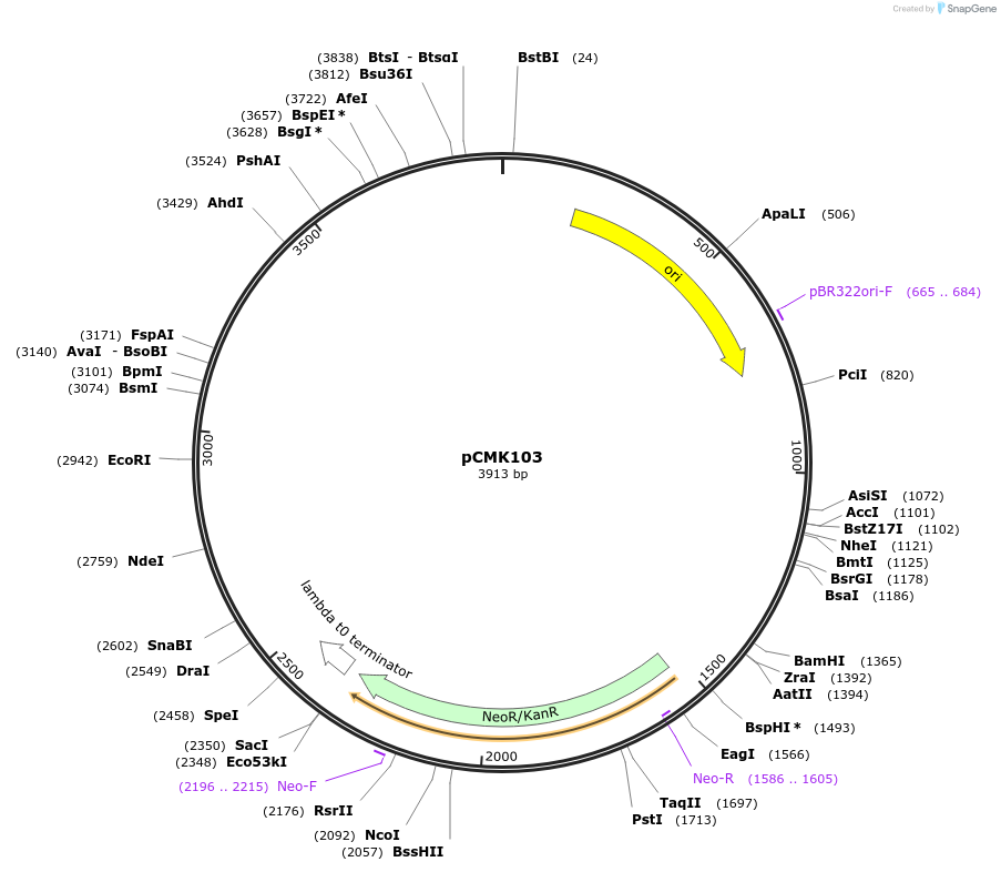 226803-plasmid-map-sequence-id-455436