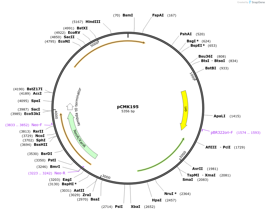 226818-plasmid-map-sequence-id-455441