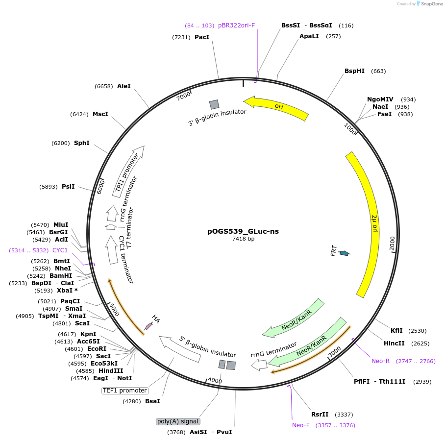 226719-plasmid-map-sequence-id-455450
