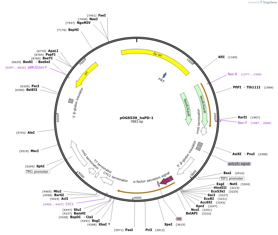 226716-plasmid-map-sequence-id-455452