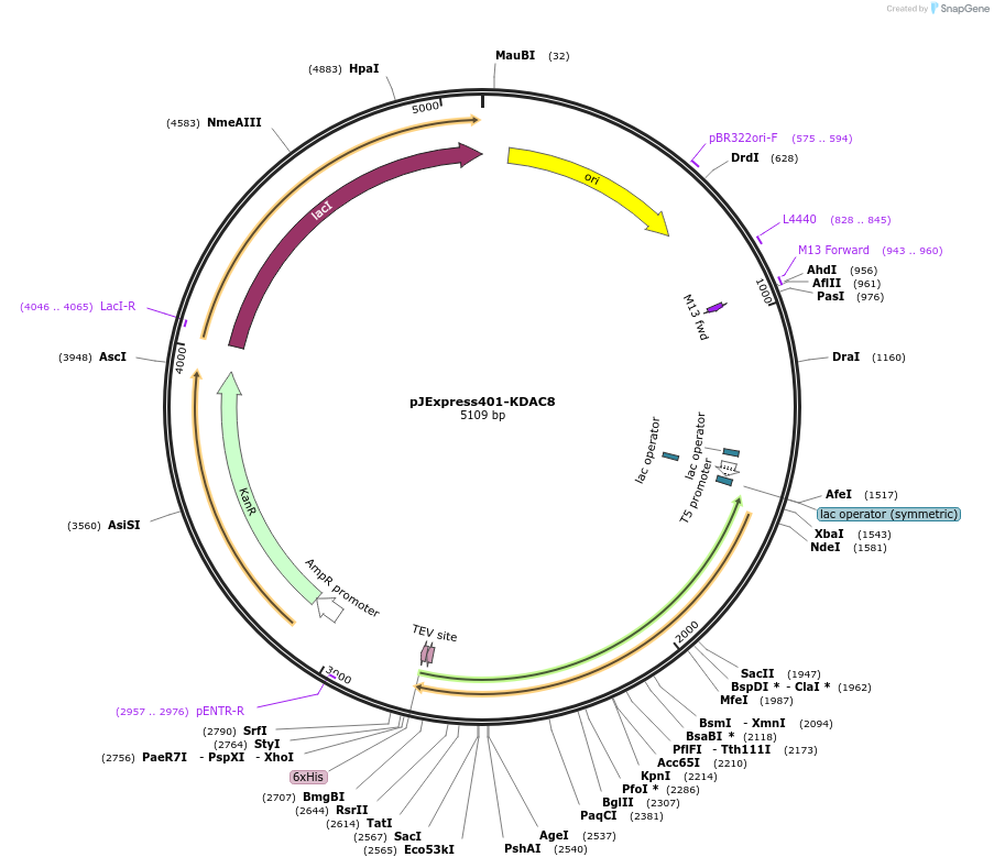 224208-plasmid-map-sequence-id-455461