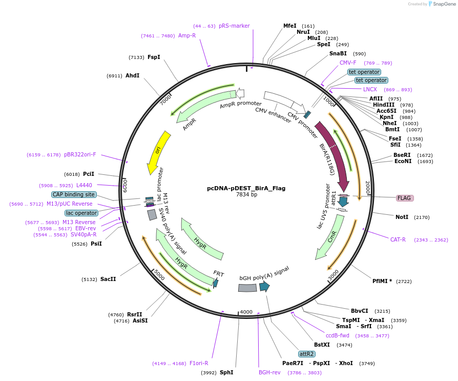 227960-plasmid-map-sequence-id-455462