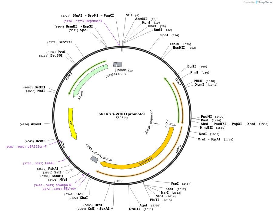 206840-plasmid-map-sequence-id-455501