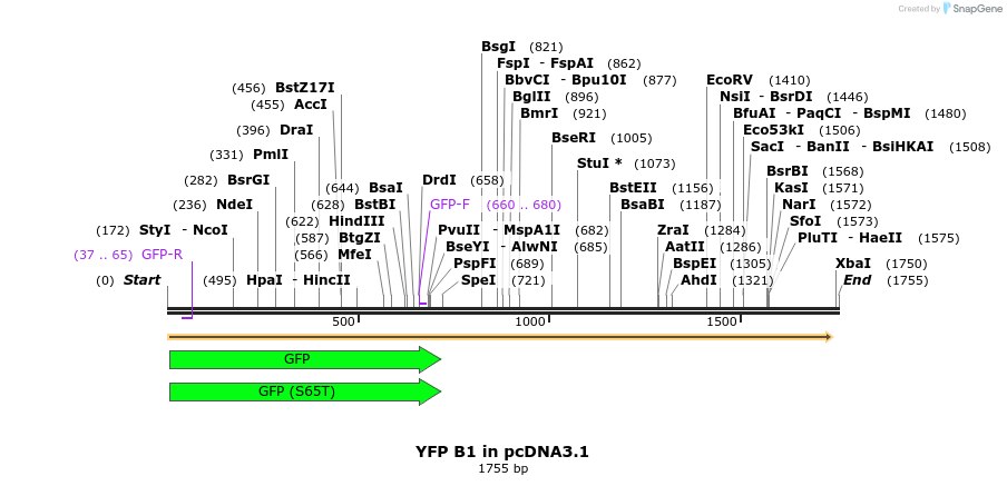 45553_map