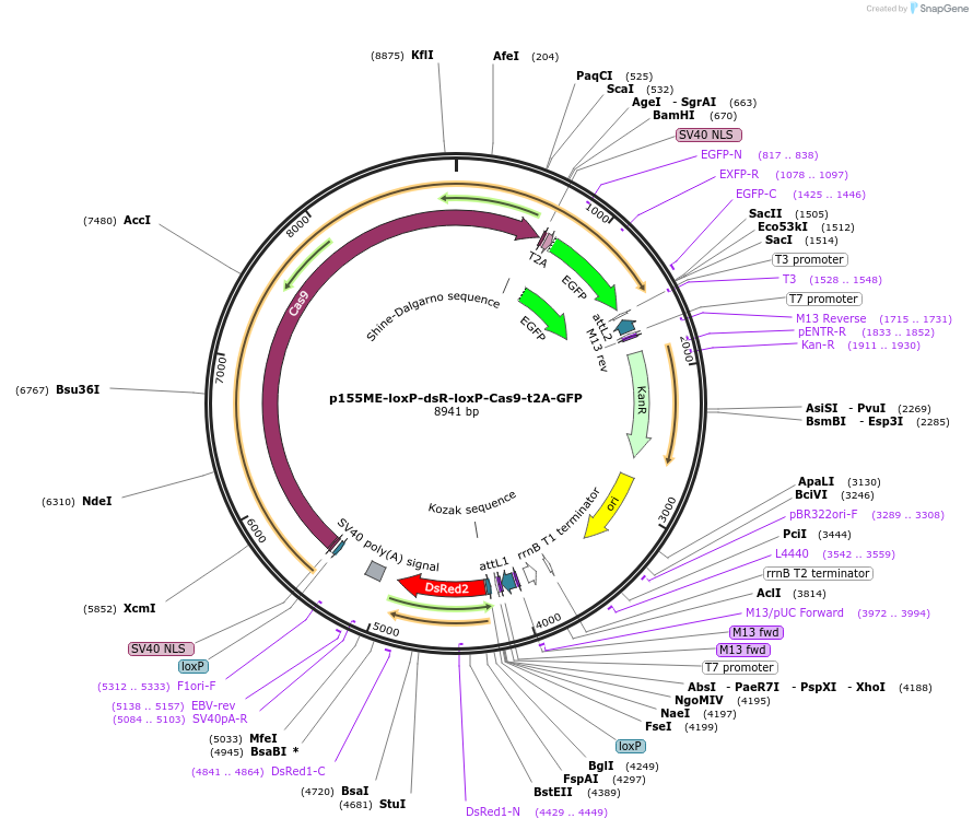 227774-plasmid-map-sequence-id-455550