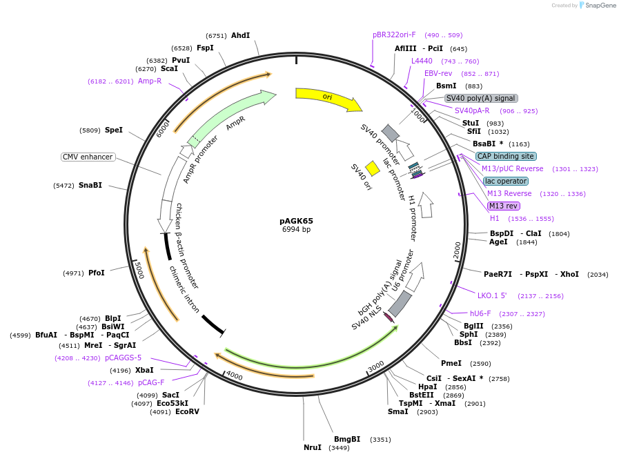 228123-plasmid-map-sequence-id-455552