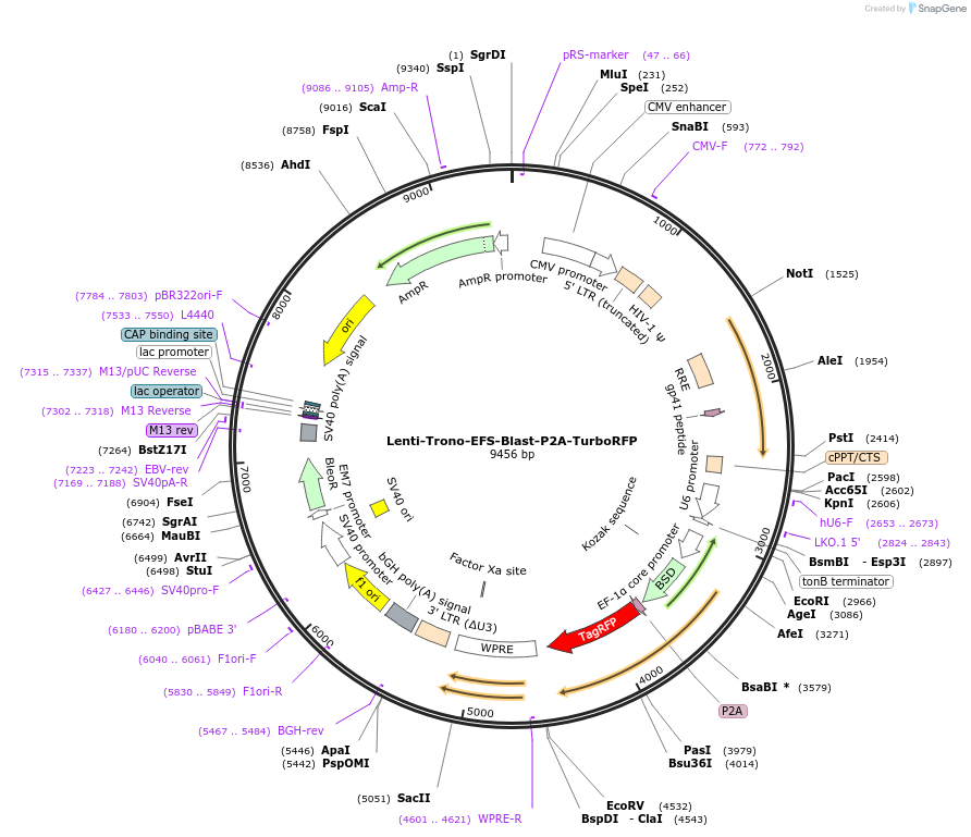 228893-plasmid-map-sequence-id-455553