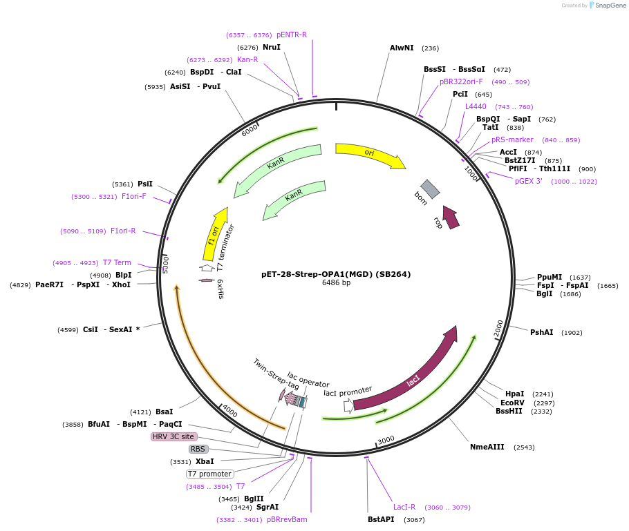 227613-plasmid-map-sequence-id-455561