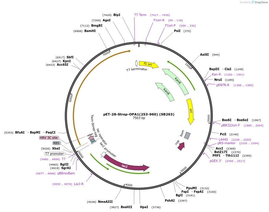227612-plasmid-map-sequence-id-455562