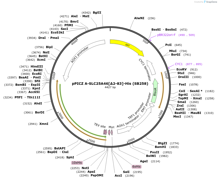 227607-plasmid-map-sequence-id-455564