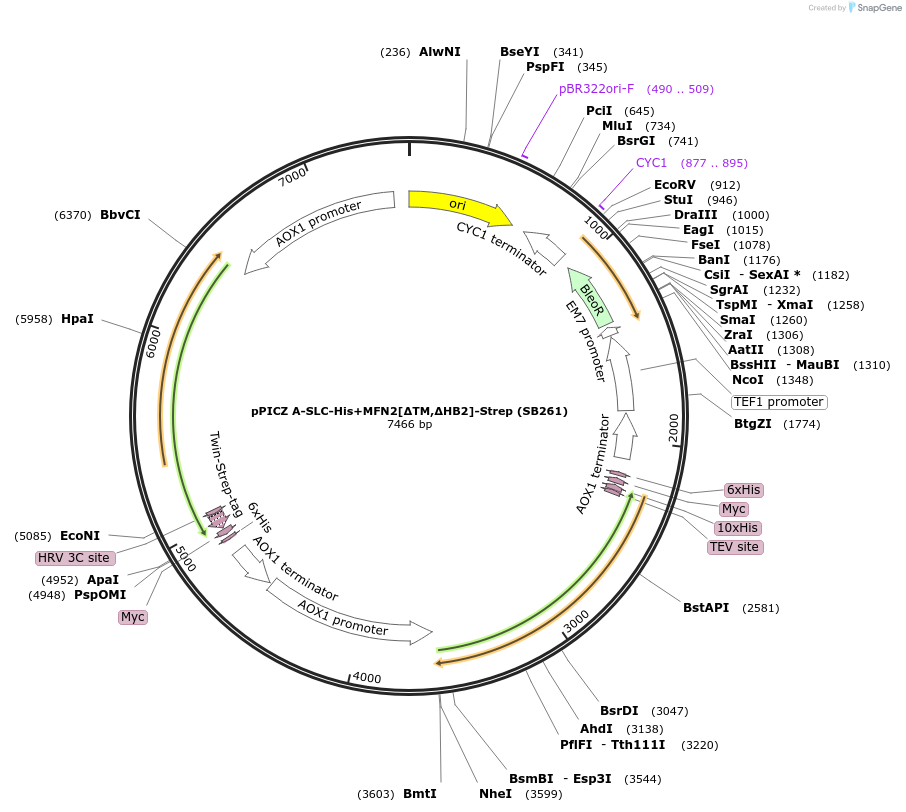 227610-plasmid-map-sequence-id-455569