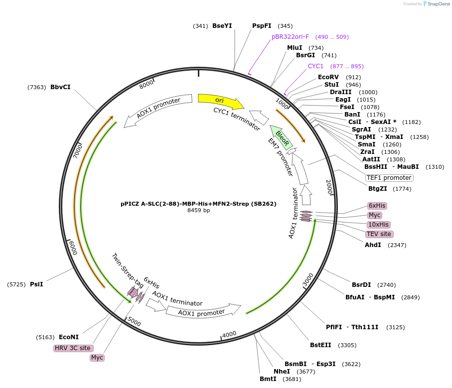 227611-plasmid-map-sequence-id-455570
