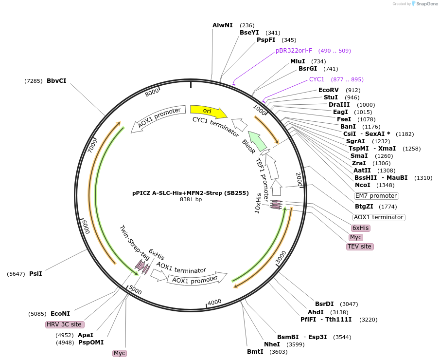 227604-plasmid-map-sequence-id-455571