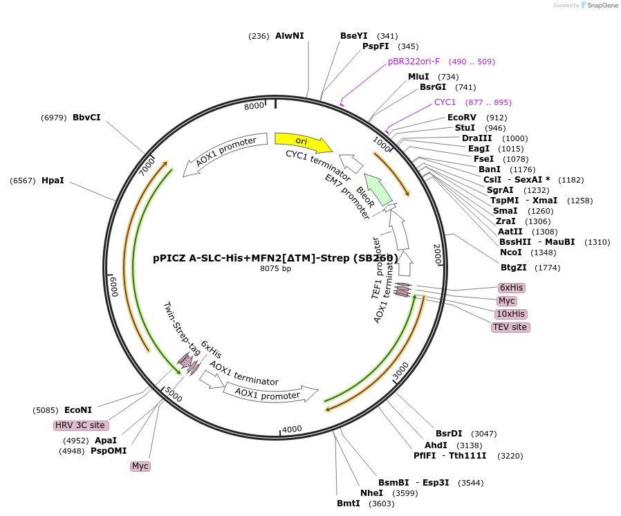 227609-plasmid-map-sequence-id-455572
