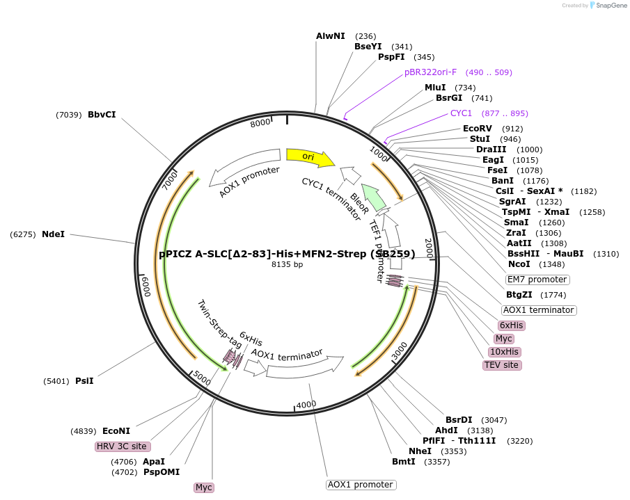 227608-plasmid-map-sequence-id-455573