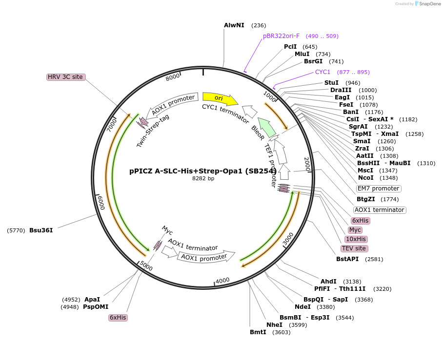 227603-plasmid-map-sequence-id-455574