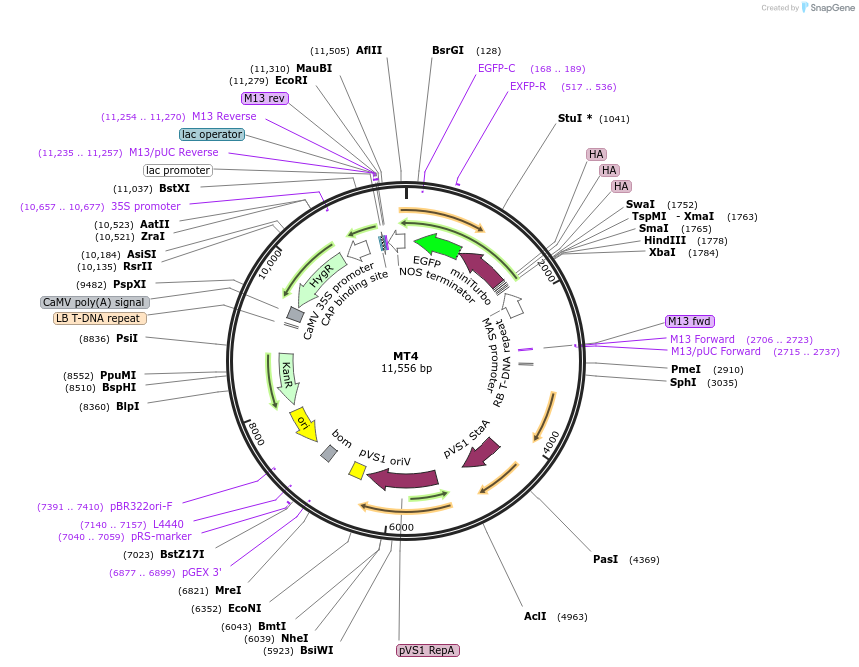 223332-plasmid-map-sequence-id-455589