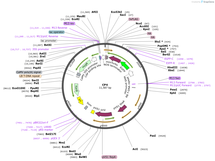 223336-plasmid-map-sequence-id-455590
