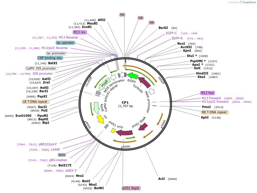 223333-plasmid-map-sequence-id-455591