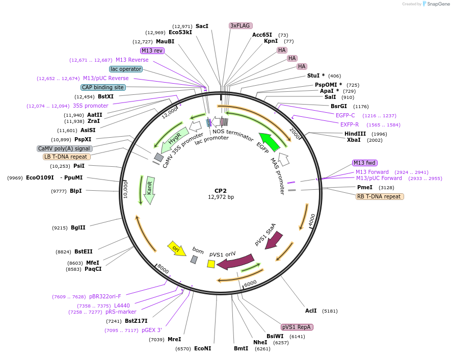 223334-plasmid-map-sequence-id-455592