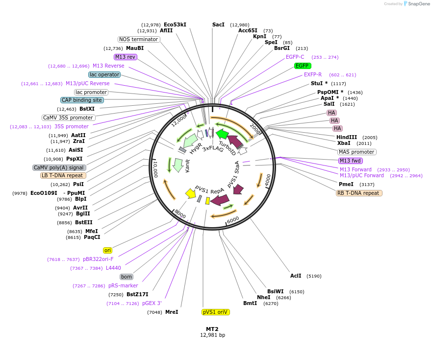 223330-plasmid-map-sequence-id-455593