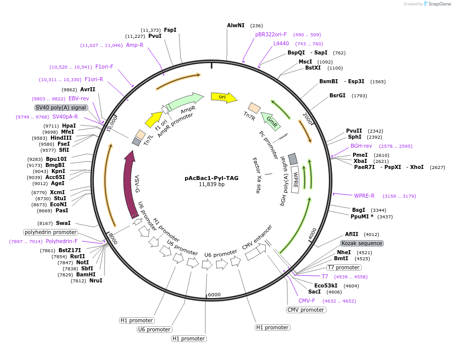 228784-plasmid-map-sequence-id-455605