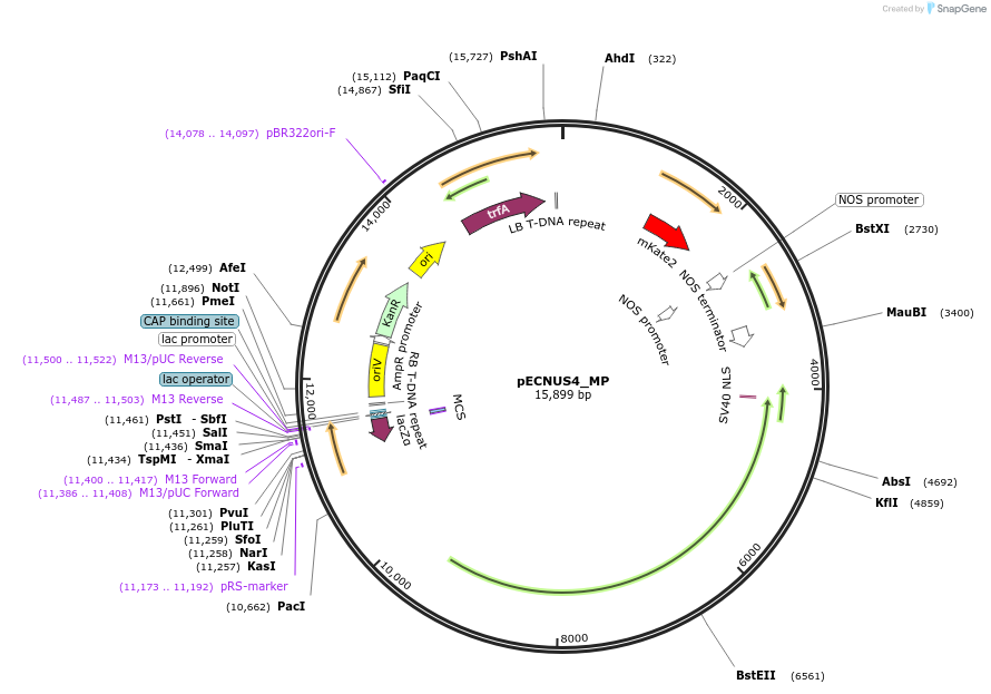 228358-plasmid-map-sequence-id-455680