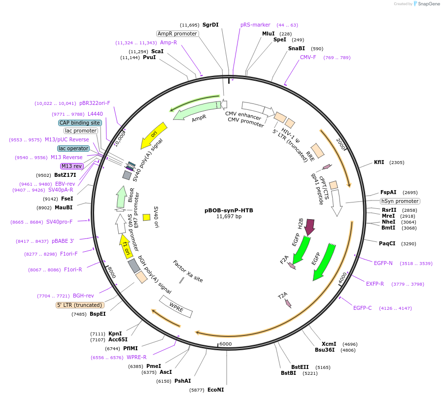 30195-plasmid-map-sequence-id-45569