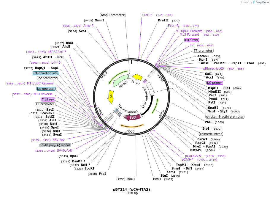 36430-plasmid-map-sequence-id-45570