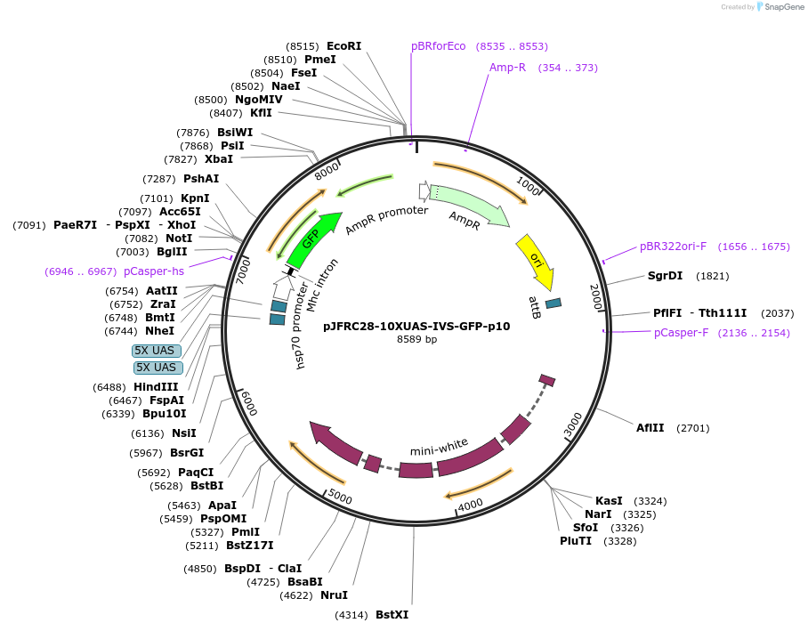 36431-plasmid-map-sequence-id-45573