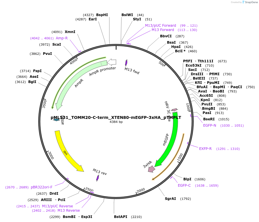 227890-plasmid-map-sequence-id-455730