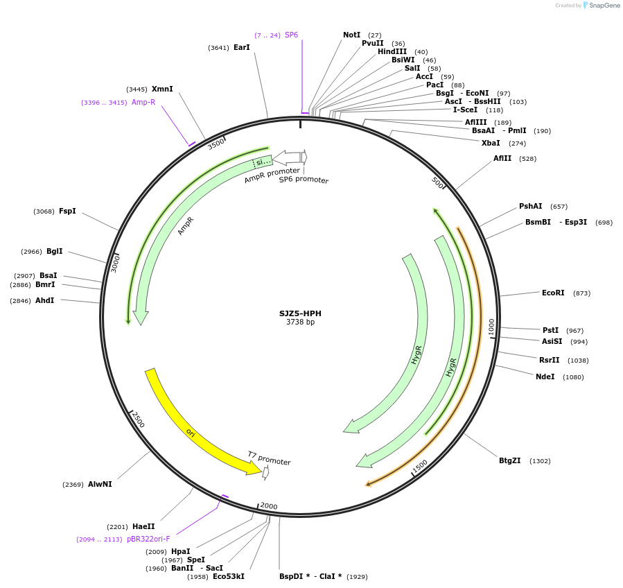 228258-plasmid-map-sequence-id-455746