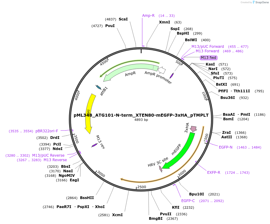 227900-plasmid-map-sequence-id-455749