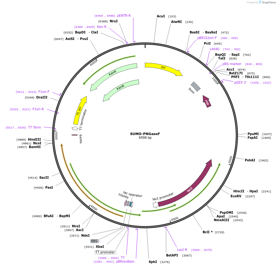 228498-plasmid-map-sequence-id-455750