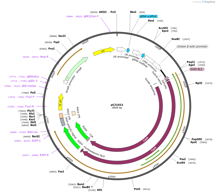 228761-plasmid-map-sequence-id-455784