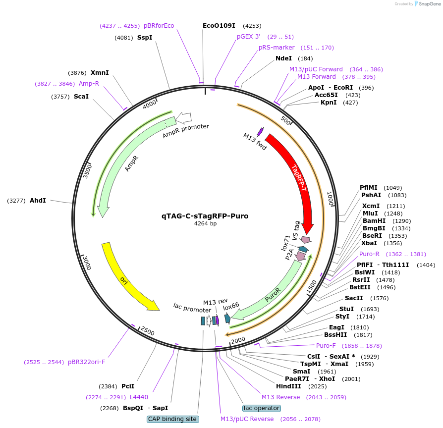 207723-plasmid-map-sequence-id-455787