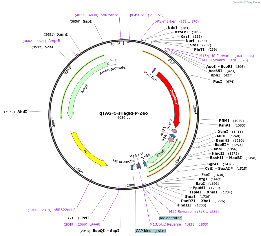 207734-plasmid-map-sequence-id-455788