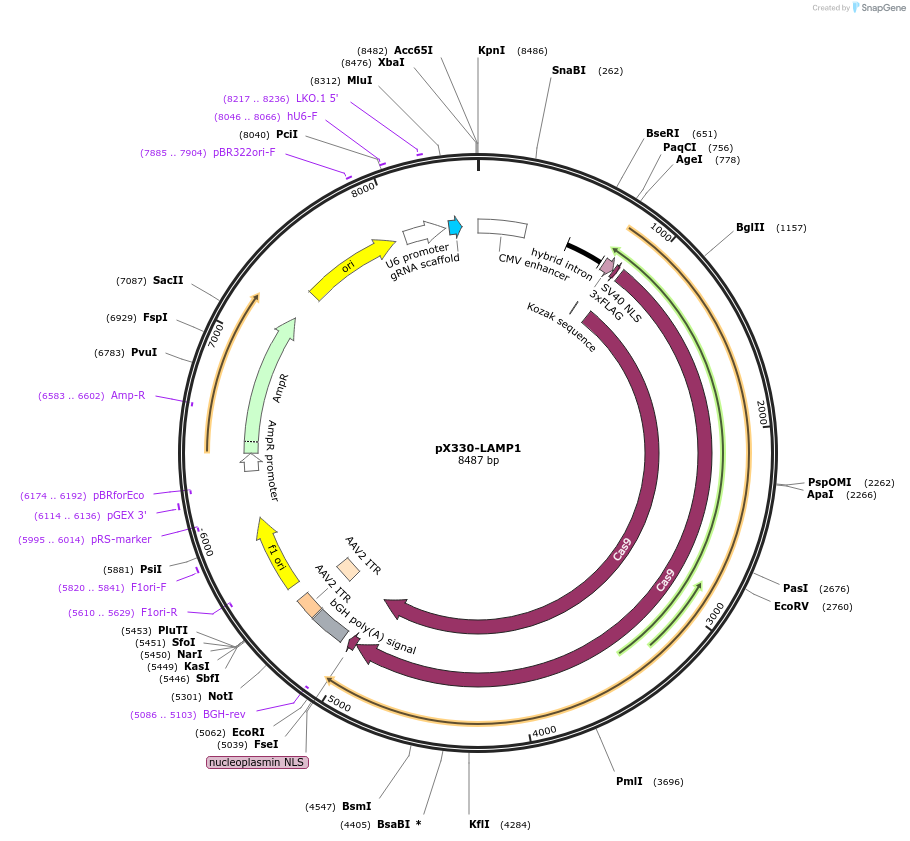 207787-plasmid-map-sequence-id-455789