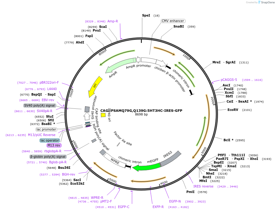 32474-plasmid-map-sequence-id-45581