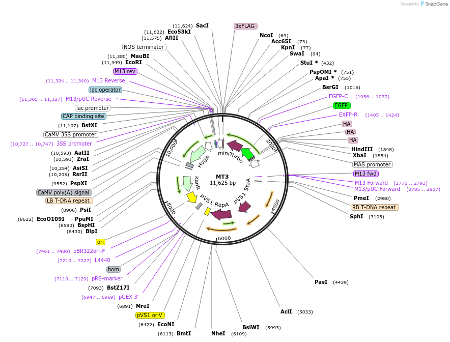 223331-plasmid-map-sequence-id-455811