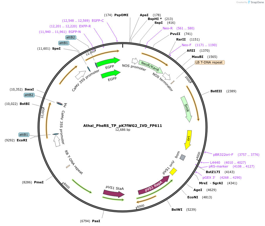 228370-plasmid-map-sequence-id-455840