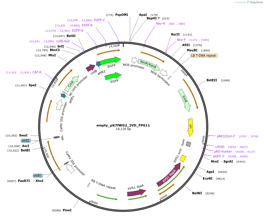 228371-plasmid-map-sequence-id-455841