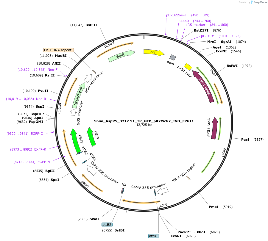 228374-plasmid-map-sequence-id-455849