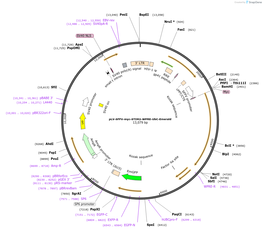 225940-plasmid-map-sequence-id-455851