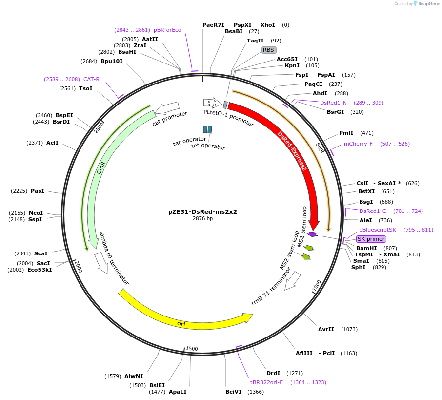 26248-plasmid-map-sequence-id-455853