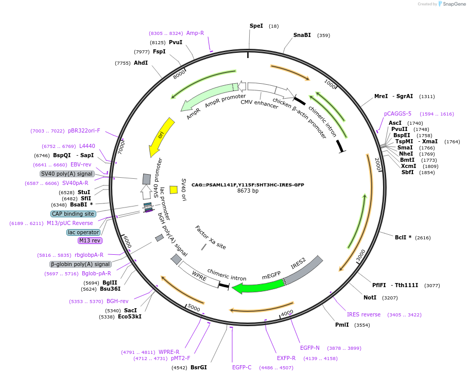32476-plasmid-map-sequence-id-45586
