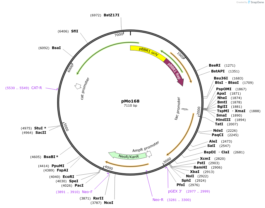 27389-plasmid-map-sequence-id-455867