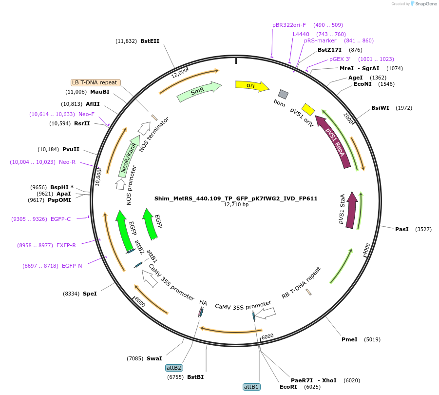 228378-plasmid-map-sequence-id-455870