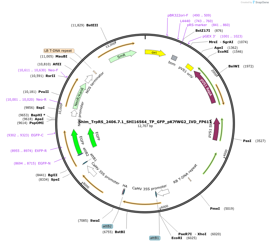 228381-plasmid-map-sequence-id-455873